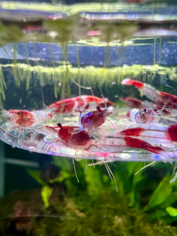 🦐 TODAY’S DEAL – STUNNING RED RILI SHRIMP 🦐
