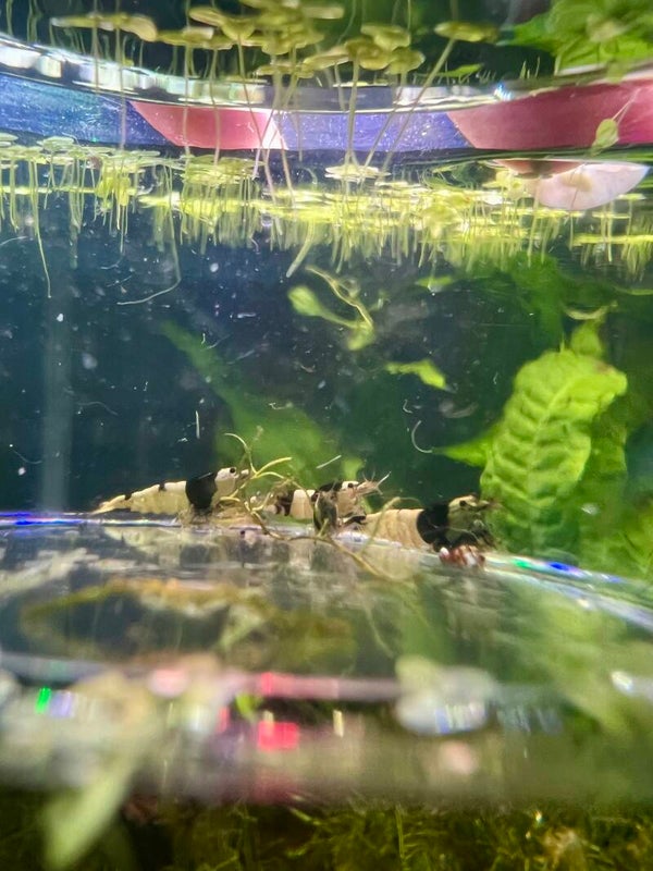 ✨ 5 Premium PBL Crystal Shrimp – £25 ✨