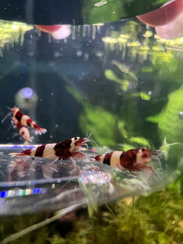 🦐 TODAY’S TOP PICK – PREMIUM RED WINE PANDAS 🦐