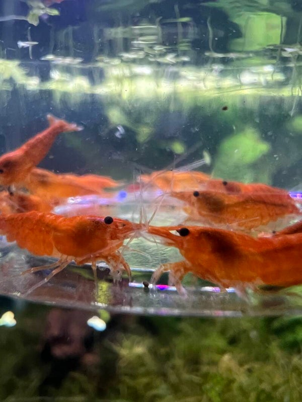 🧡🦐 TODAY’S DAILY DEAL – ORANGE CHERRY SHRIMP! 🦐🧡