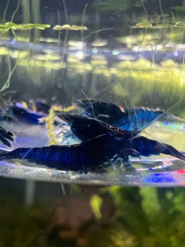 💎🦐 TODAY’S DAILY DEAL – SAPPHIRE BLUE SHRIMP! 🦐💎