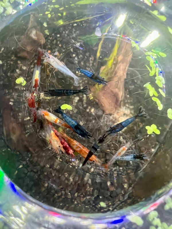RILI MIX