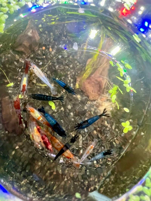 🎲 H&K Random Catch – 5 Mixed Shrimp
