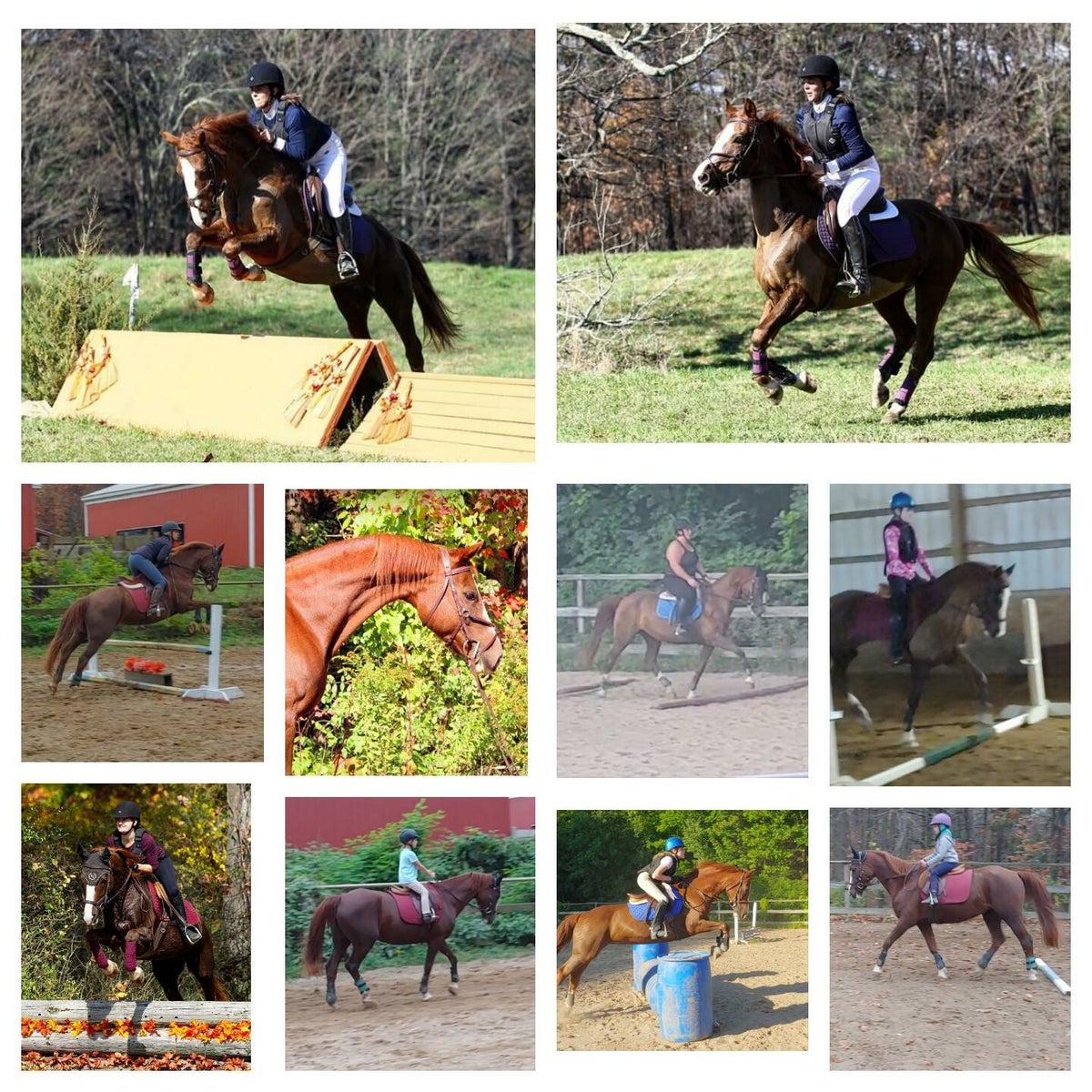 Meet our lesson horses! | Horseback Riding with Emily