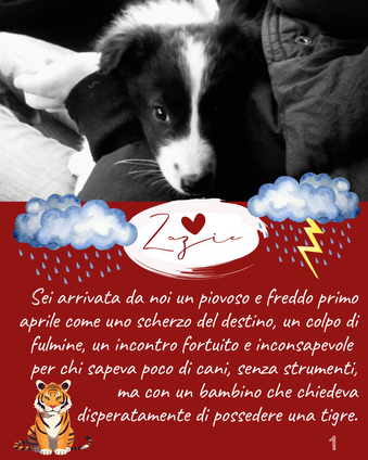 Sei arrivata da noi un piovoso e freddo primo aprile come uno scherzo del destino, un colpo di fulmine, un incontro fortuito e inconsapevole per chi sapeva poco di cani, senza strumenti, ma con un bambino che chiedeva disperatamente di possedere una tigre