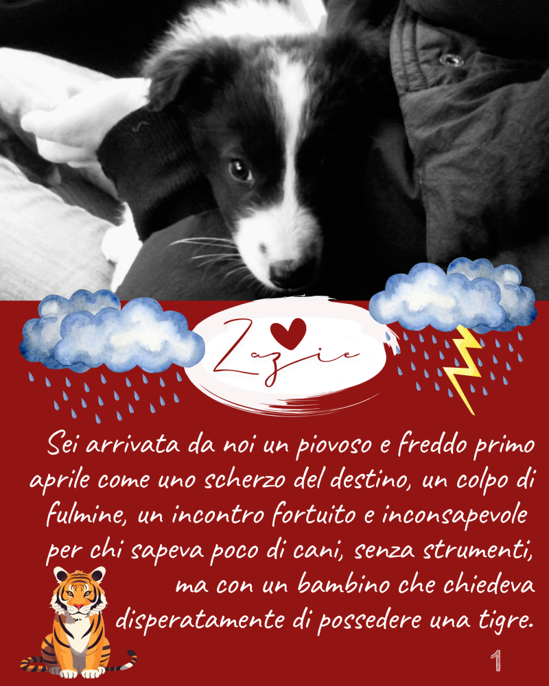 Sei arrivata da noi un piovoso e freddo primo aprile come uno scherzo del destino, un colpo di fulmine, un incontro fortuito e inconsapevole per chi sapeva poco di cani, senza strumenti, ma con un bambino che chiedeva disperatamente di possedere una tigre