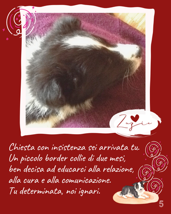 Chiesta con insistenza sei arrivata tu. Una piccola border collie di due mesi, ben decisa ad educarci alla relazione, alla cura e alla comunicazione. Tu determinata, noi ignari.
