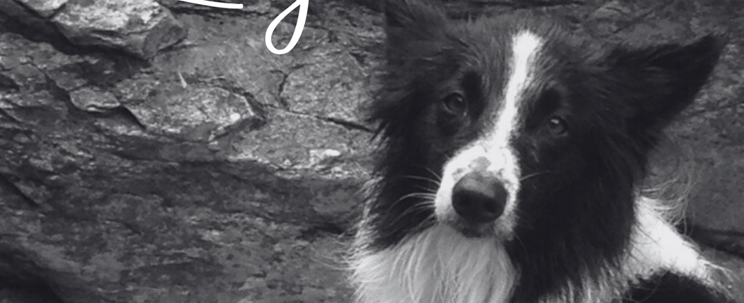 Dolce Zazie. Border collie dal cuore grande
