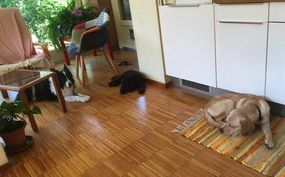 Tra queste una domenica a Torre Pellice con Zazie, meravigliosa Border Collie bianca e nera, e Nina, simpaticissima piccola barboncina.