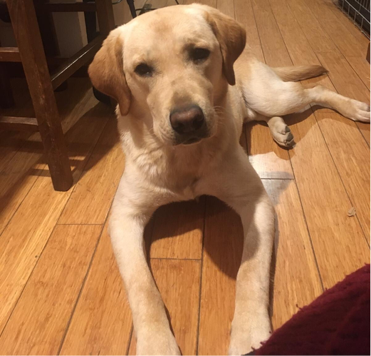 Bluey non è il nostro cane. E’ il cane che Mauro, mio marito, ed io abbiamo in affidamento per circa 9 mesi. E’ un cane speciale perché rimarrà con noi fino a quando compirà un anno e potrà intraprendere il percorso di addesstramento per Cane guida