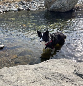 Zazie imperturbabile nel suo ruolo rimane nell’acqua. Per tutto il tempo lo guarda e abbaia, credo per rassicurarlo e invitarlo a proseguire.