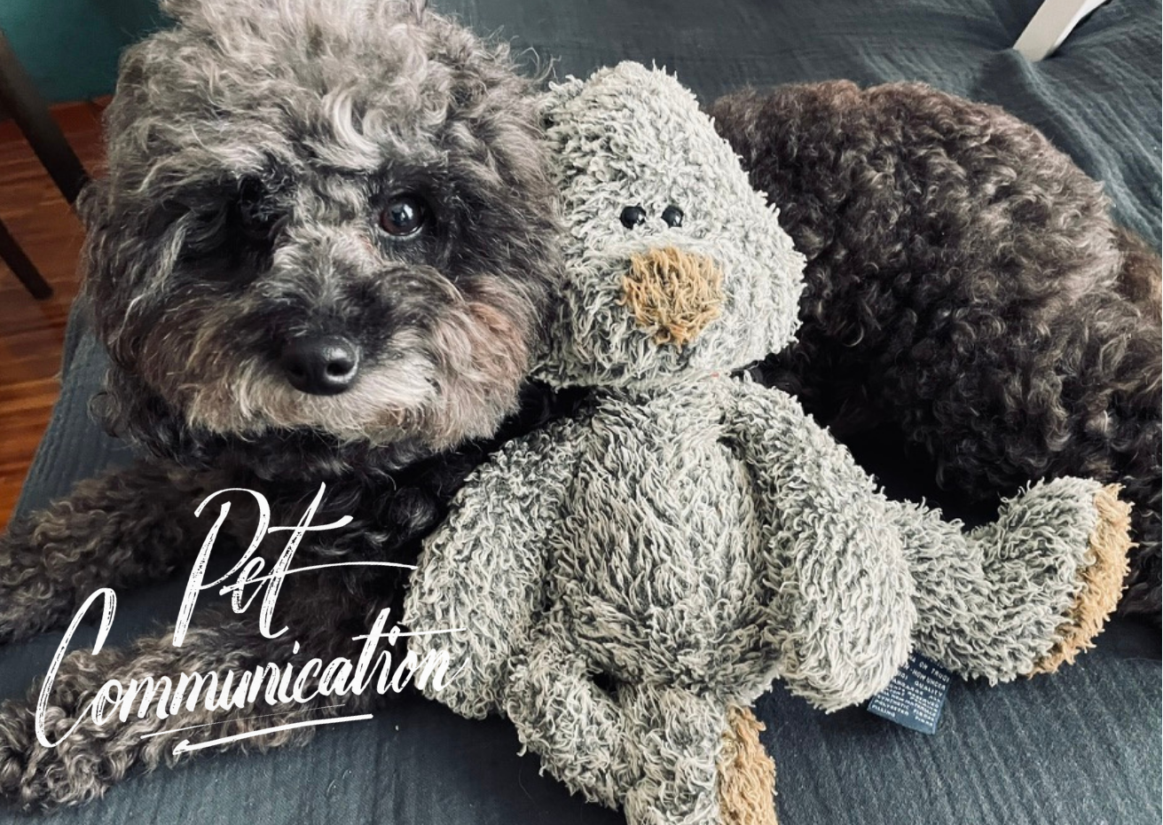 Pet Communication - Comunicazione connessa per animali
