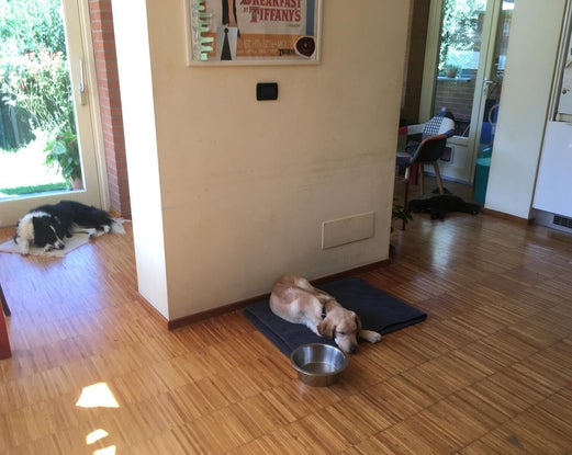 Grazie Zazie per il primo incontro di Bluey con il fiume e anche per me. Ho capito che gli incontri tra cani vanno gestiti, ma non ostacolati perché possono portare esperienze importanti.