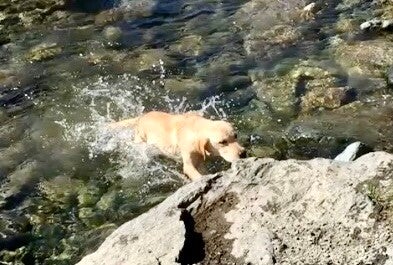 Lui continua a correre avanti e indietro, sulla sponda senza decidersi ad entrare (in effetti non l’ha mai fatto). Poi scatta qualcosa, entra per qualche secondo e subito esce, scrollandosi l’acqua in eccesso.