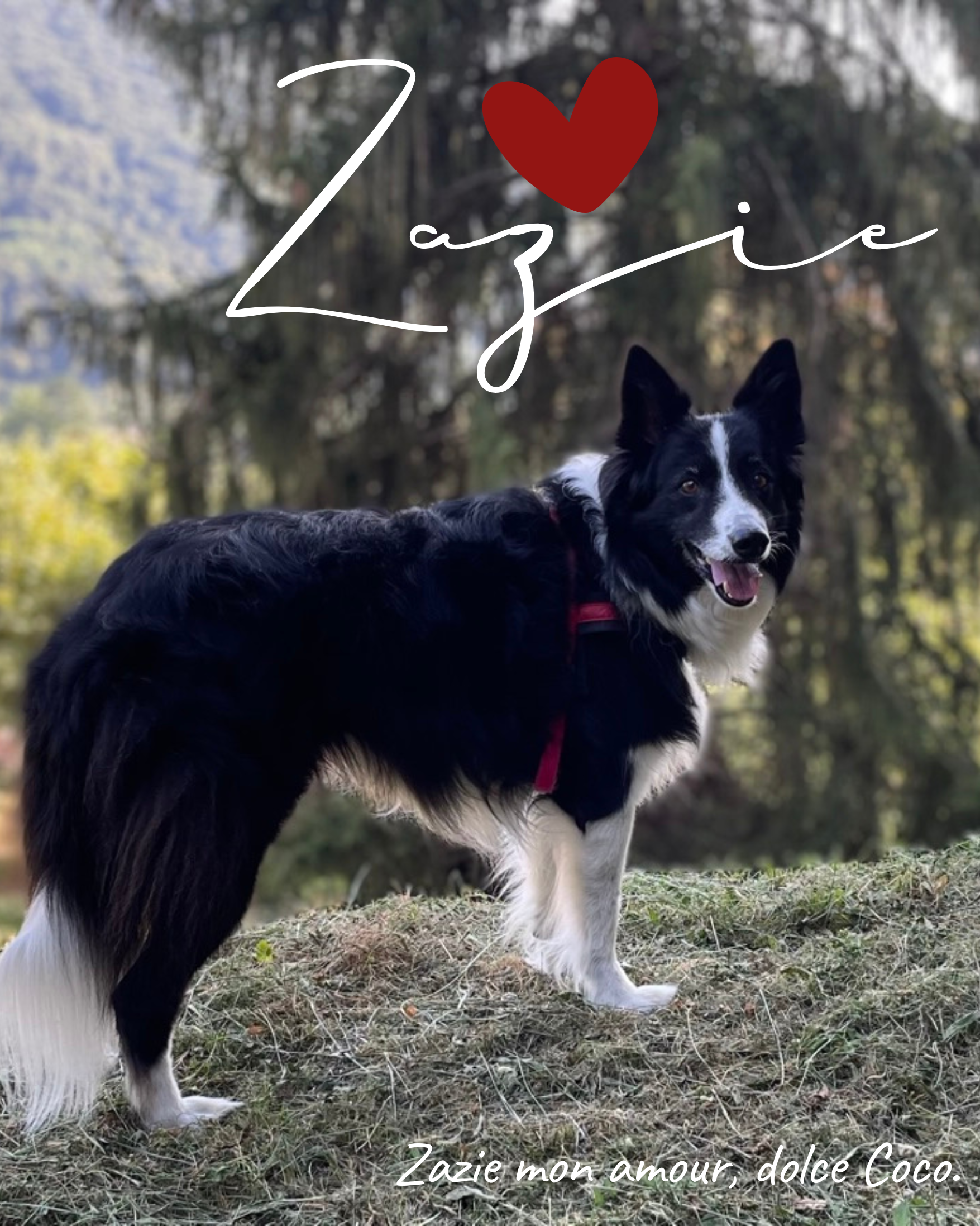 Dolce Zazie. Border collie dal cuore grande
