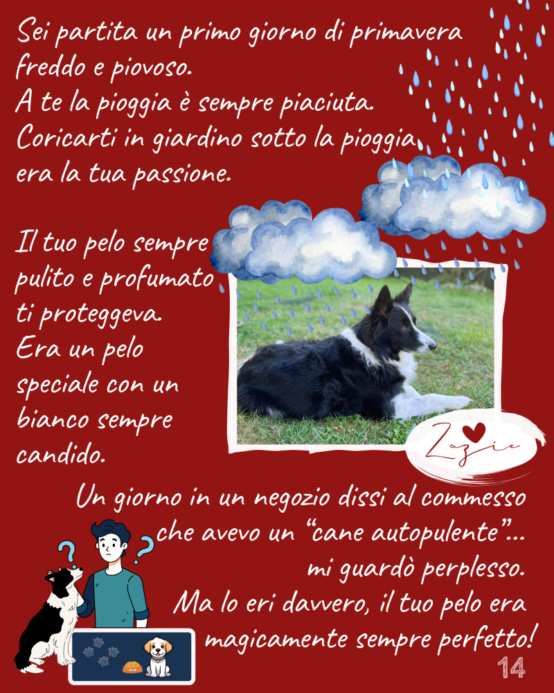 Sei partita un primo giorno di primavera  freddo e piovoso.  A te la pioggia è sempre piaciuta. Il tuo pelo sempre pulito e profumato ti proteggeva.  Era un pelo speciale con un bianco sempre candido.