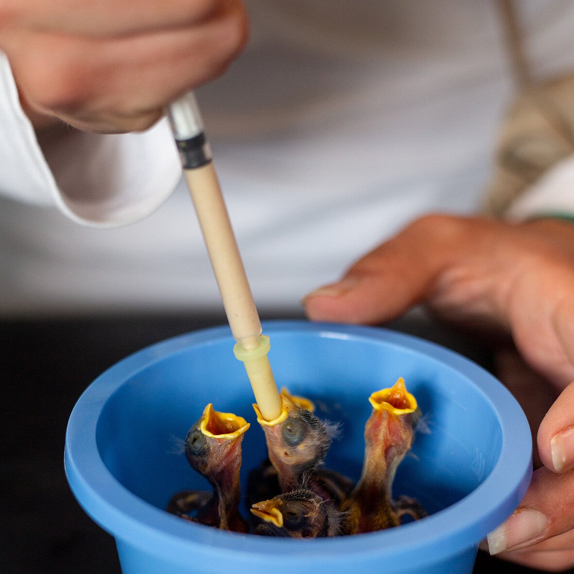 GIFT - Voederbeurt "Jonge vogels"