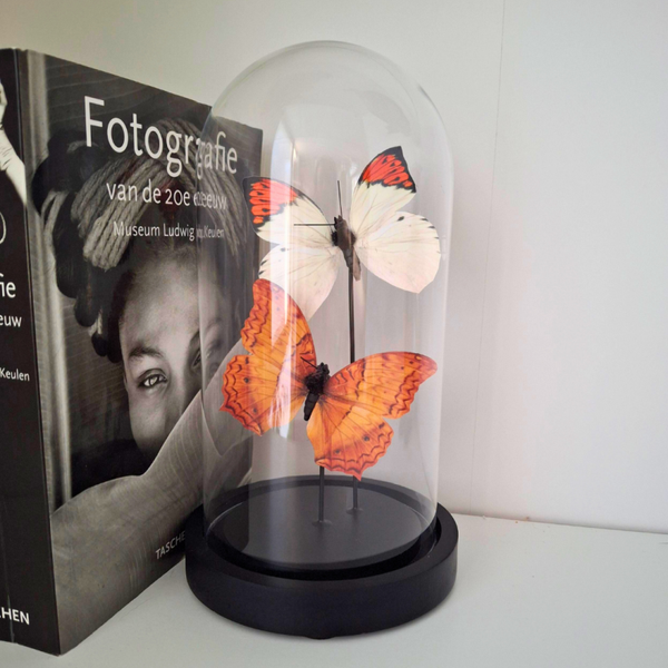 Glazen stolp met vlinders - Een unieke blikvanger