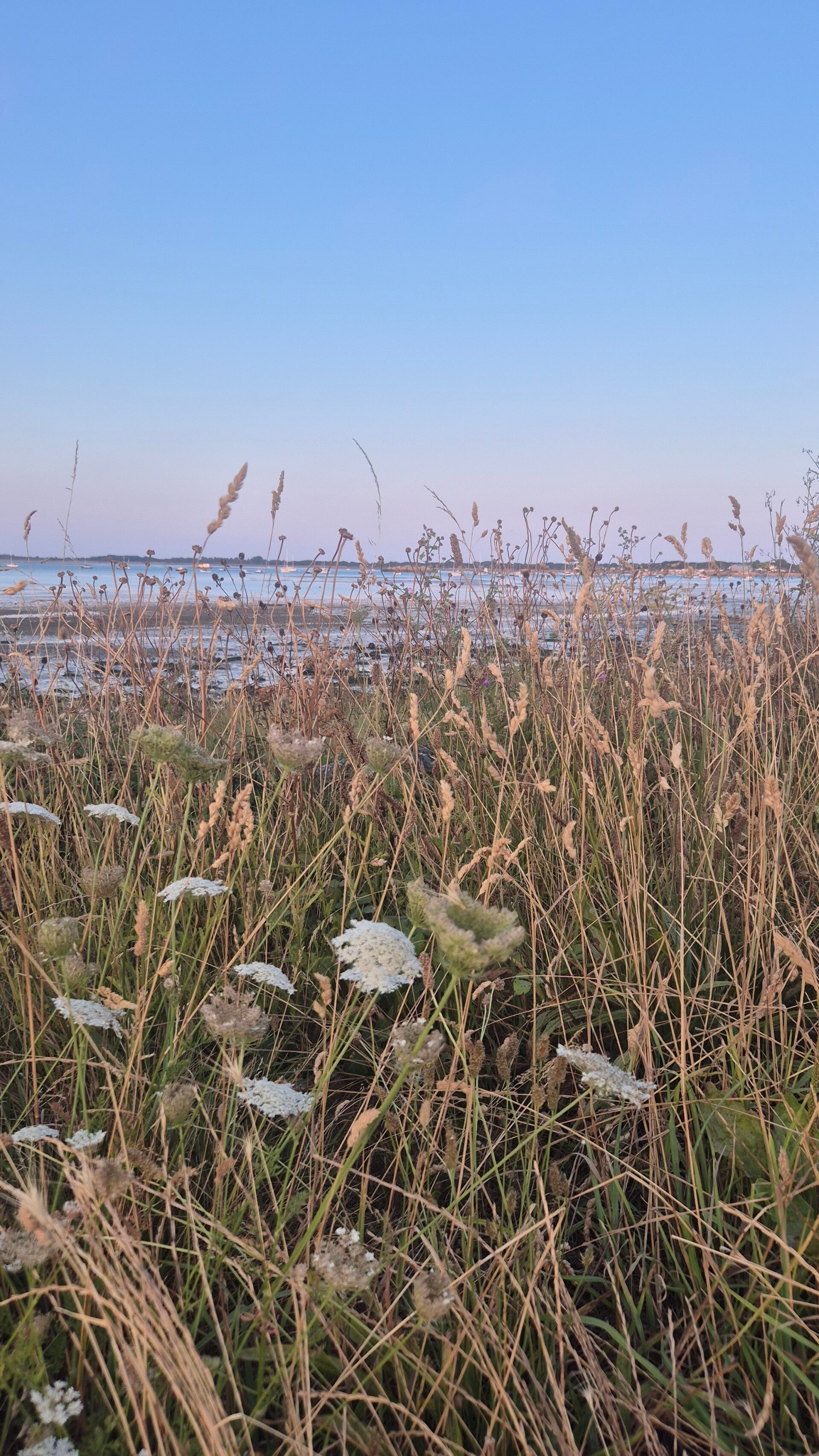 Grasses and flowers close up, with sea in the background.