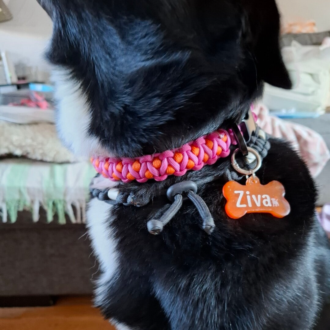 "solomon's dragon" halsband