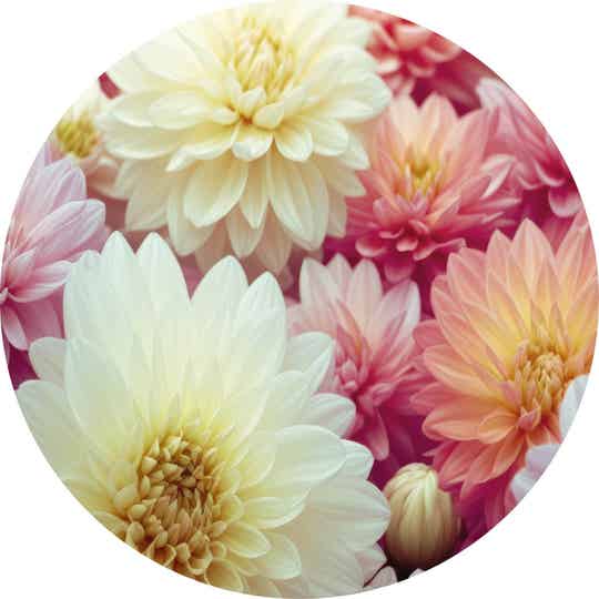 Muurcirckel 30 cm - Dahlia