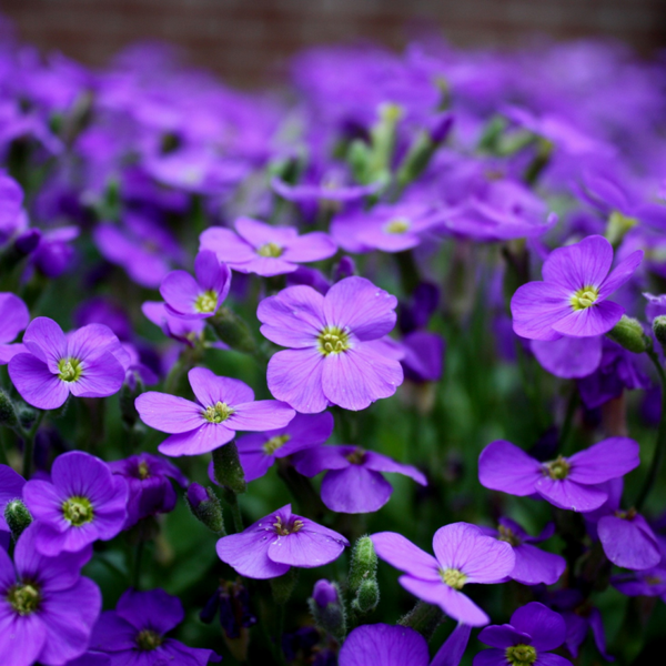 Fondants parfumés violette