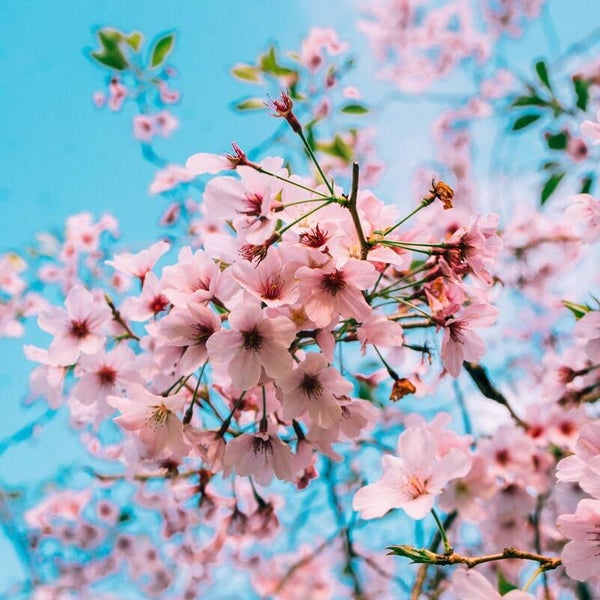 Fondants parfumés Fleur de sakura