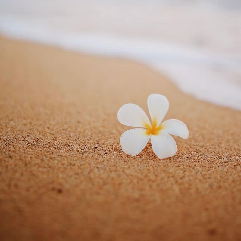 Fondants parfumés Monoï  des îles