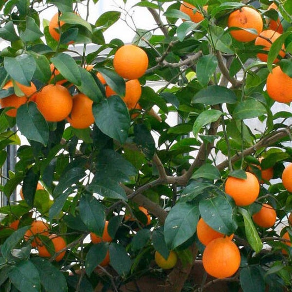 Fondants parfumés Mandarine