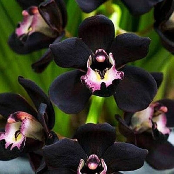 Fondants parfumés Orchidée noire