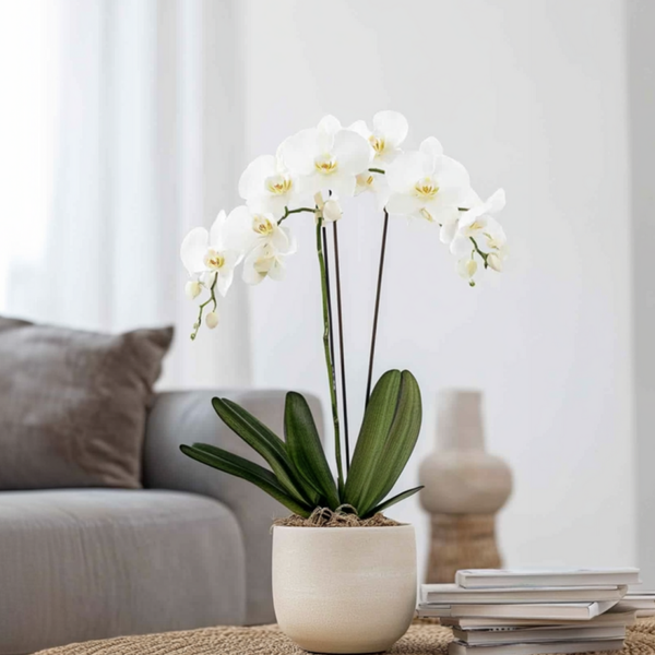 Fondants parfumés orchidée blanche