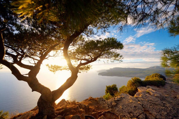 Fondants parfumés Soleil d'Azur
