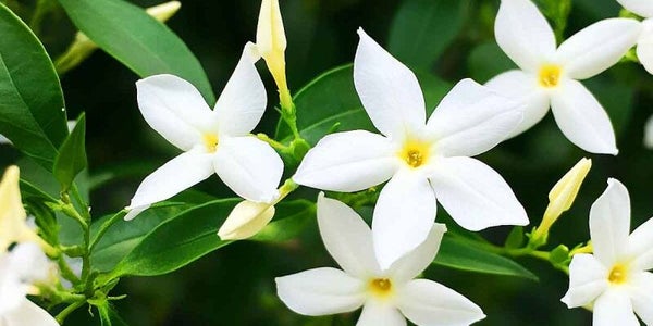Fondants parfumés jasmin