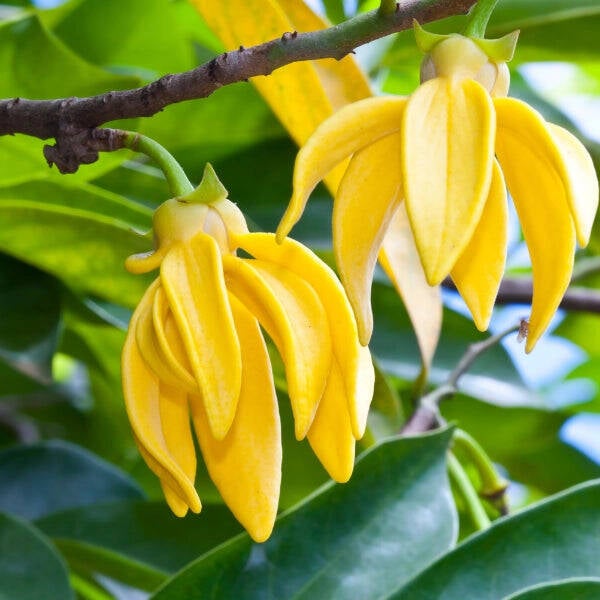 Fondants parfumés Ylang ylang