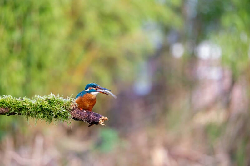 ijsvogel