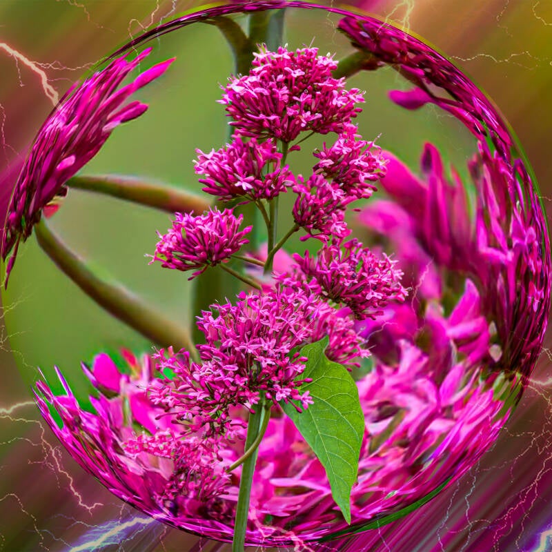 bol met bloem