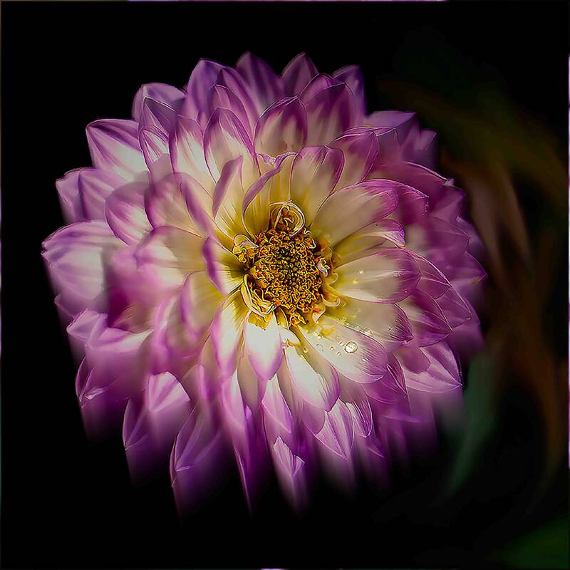 dahlia
