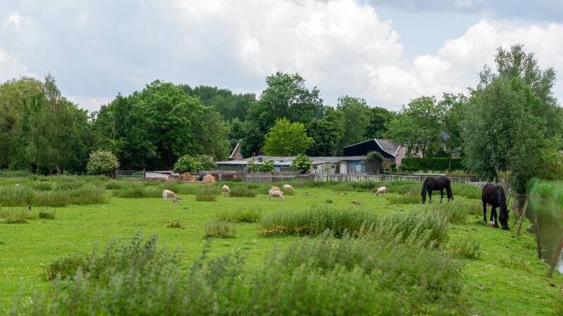 wollenfoppen