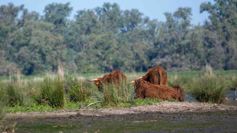 biesbosch-129-standard-eyvpbp.jpg