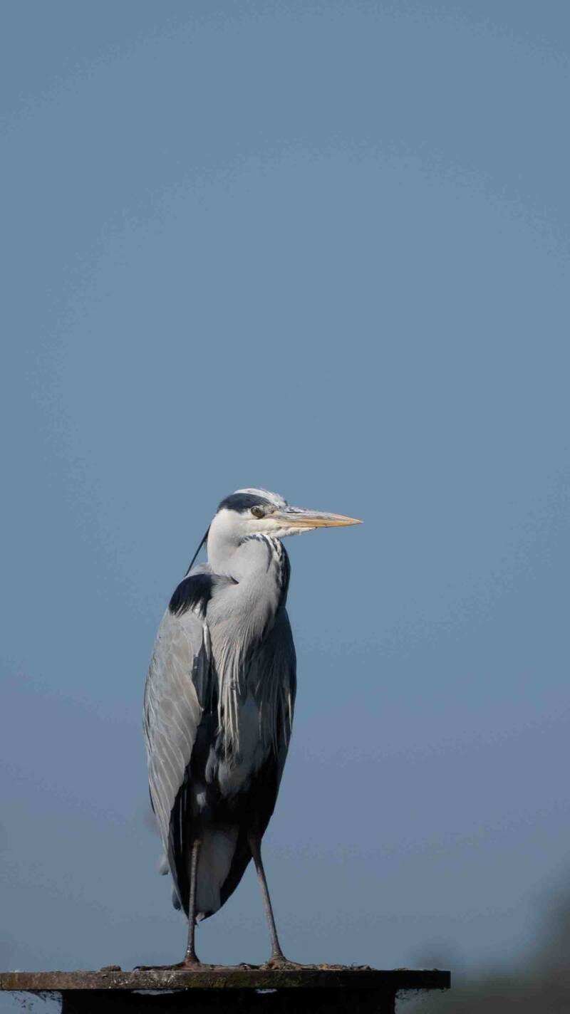 biesbosch-149-standard.jpg
