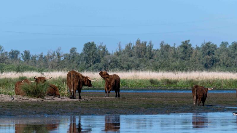 biesbosch-150-2-standard-s165b3.jpg