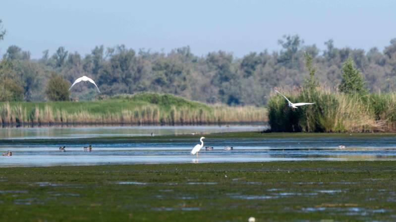 biesbosch-157-standard.jpg