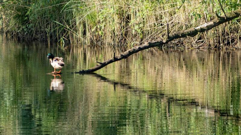 biesbosch-16-standard-7oedih.jpg