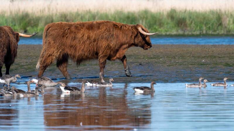 biesbosch-204-standard-sj9h47.jpg
