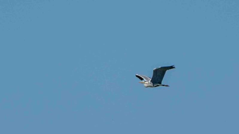biesbosch-408-standard.jpg