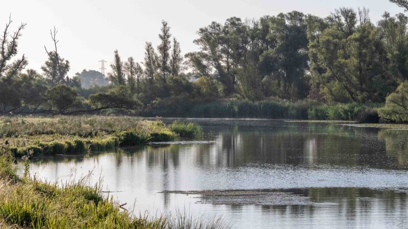 biesbosch-44