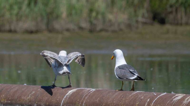 biesbosch-476-standard.jpg