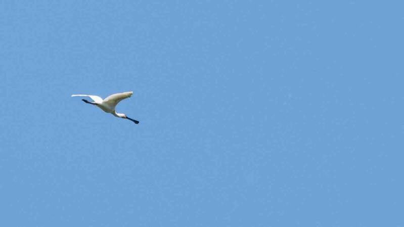 biesbosch-527-standard-vz91p3.jpg