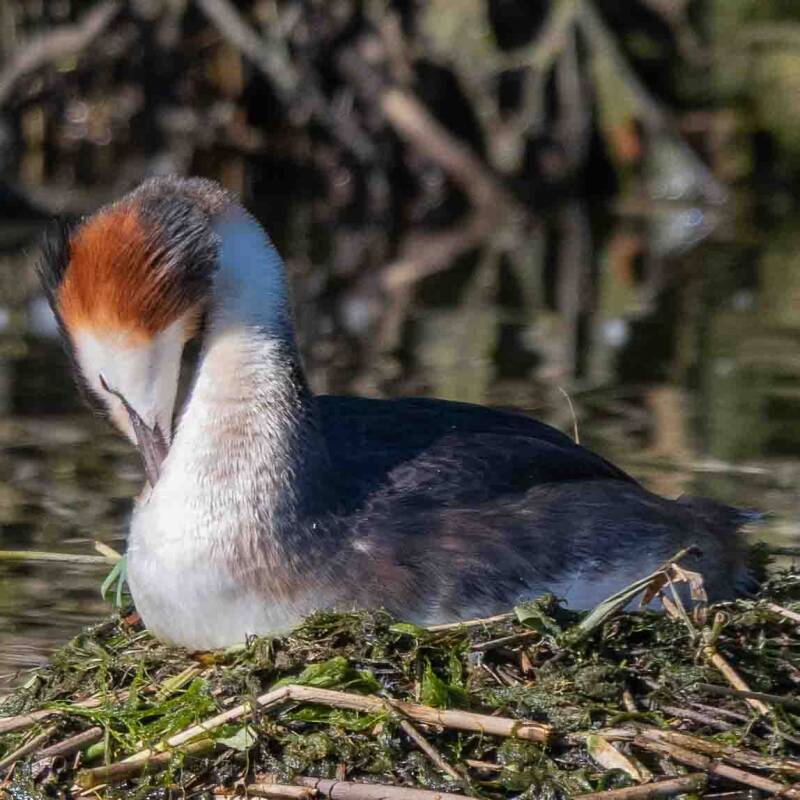 biesbosch-56-standard-waodmd.jpg