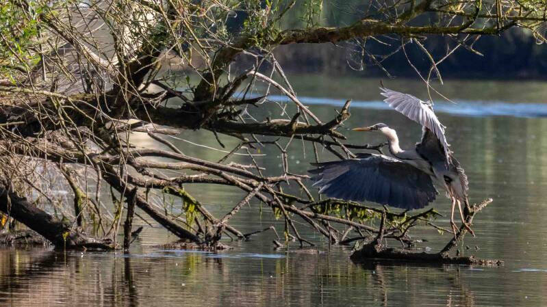 biesbosch-60-standard-meyxtp.jpg